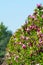 Plantation with rows of evergreen garden decorative magnolia trees with pink flowers in sunny day