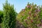 Plantation with rows of evergreen garden decorative magnolia trees with pink flowers in sunny day