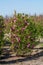 Plantation with rows of evergreen garden decorative magnolia trees with pink flowers in sunny day