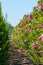 Plantation with rows of evergreen garden decorative magnolia trees with pink flowers in sunny day