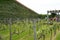 Plantation with rows of grapes with different varieties