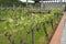 Plantation with rows of grapes with different varieties