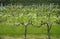 Plantation with rows of grapes with different varieties