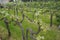 Plantation with rows of grapes with different varieties