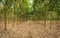 Plantation of rubber trees