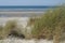 Plantation of sea oats  in the dune in front of a beautiful beac