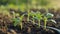 A plantation of seedlings for sale in nutrient-rich soil.