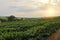 Plantation - Sundown on the coffee plantation landscape