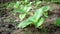 Plantation of tobacco leaves Virginia farming