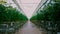 Plantation tomato green leaf cultivation greenhouse. Agro farm bushes background