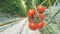 Plantation of tomatoes growing in a greenhouse with a cluster of mellow tomatoes