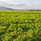 Plantation of Tomatoes in Italy