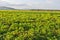 Plantation of Tomatoes in Italy