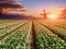 plantation of tulips at sunset. Holland.