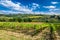 Plantation of vines near Montalcino in Tuscany