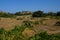 Plantation with Vitis vinifera vines and bunches of blue grapes in August. Rhodes Island, Greece