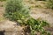 Plantation with Vitis vinifera vines and bunches of blue grapes in August. Rhodes Island, Greece