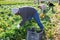 Plantation worker picking ripe green celery