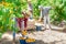 Plantation workers picking peaches