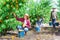 Plantation workers picking peaches