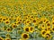 Plantation of yellow sunflowers