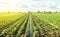 Plantation of young eggplant seedlings is watered through irrigation canals. European farm, farming. Caring for plants, growing