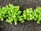 A plantation of young green lettuce against the background of a garden bed in the garden .Butterhead Lettuce salad plantation, gre