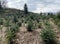 Plantation of young seedlings of coniferous Christmas trees along the Reuss River, Bremgarten - Switzerland Schweiz