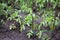 Plantation of young seedlings with tomatoes in the garden outdoors