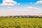 Plantation of young sunflowers. Belgorod skyline.