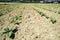 Plantation of young tobacco plants