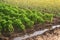 Plantations of bell pepper and leek onions. Growing vegetables on the farm, harvesting for sale. Agribusiness and farming