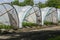 Plantations of blossoming strawberry plants growing in open greenhouse constructions covered with plastic film