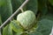 Plantations of cherimoya custard apple fruits in Granada-Malaga Tropical Coast region, Andalusia, Spain, green cherimoya growing