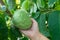 Plantations of cherimoya custard apple fruits in Granada-Malaga Tropical Coast region, Andalusia, Spain, green cherimoya growing