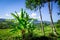 Plantations in green fields, Sidemen, Bali, Indonesia