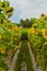 Plantations and sunflower gardens of sunlowers