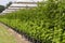 Plantatnion of green raspeberry plants in half opened greenhouse