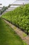 Plantatnion of green raspeberry plants in half opened greenhouse