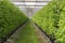 Plantatnion of green raspeberry plants in half opened greenhouse