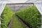Plantatnion of green raspeberry plants in half opened greenhouse