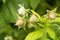 Plantatnion of green raspeberry plants in half opened greenhouse