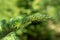 Plantatnion of young green fir Christmas trees, nordmann fir and