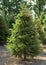 Plantatnion of young green fir Christmas trees, nordmann fir and