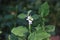 Plante verte macro.Rubus idaeus shrub in bloom