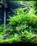 Planted aquarium Valencia moss hairgrass