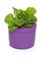 Planted lettuce inside a pot