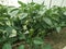 Planted peppers are in greenhouses. On the branches there are pepper fruits. Green pepper. Vegetables. Agriculture. Copy