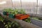 Planted peppers in long pots. The peppers have just risen, the pots are in the greenhouse