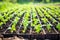 planted seedlings in rows on a newly created butterfly garden